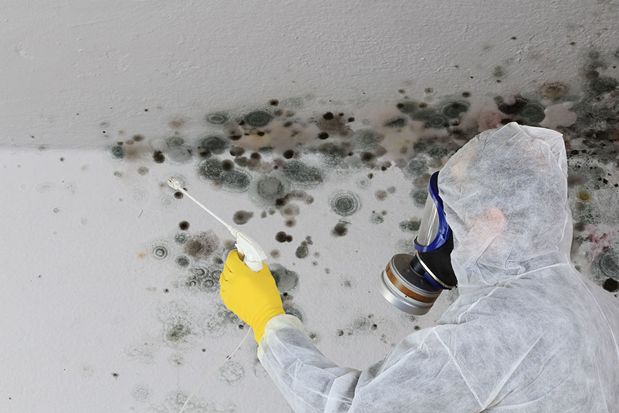 Mold Removal Professionals