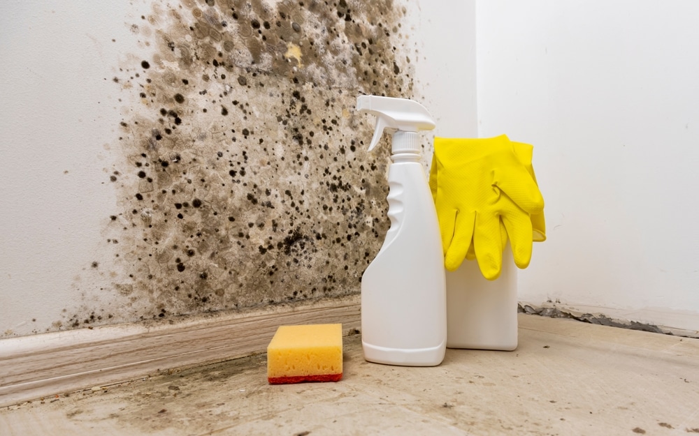 mold removal