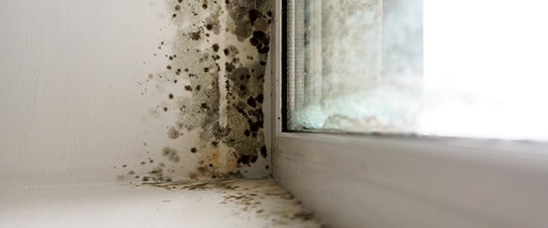 Mold Remediation